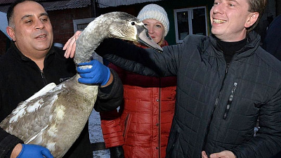 Уголовным делом стало ранение краснокнижного лебедя на Увильдах