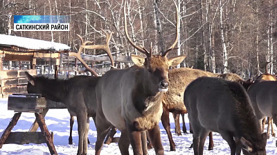 На Зюраткуле зимует семья маралов