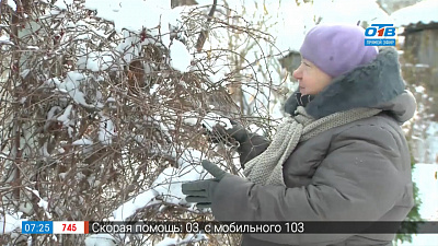 Садовые истории – мульчирование хвоей