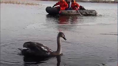 Ранение лебедя на Увильдах переросло в уголовное дело