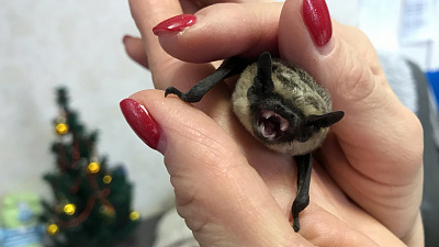 Челябинский зоопарк выходил двухцветного кожана