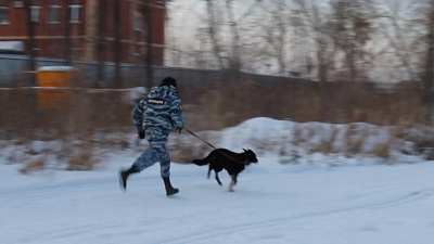 В Аргаяшском районе украденные запчасти помогла найти собака