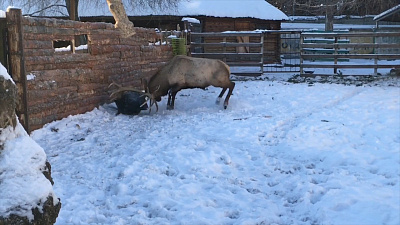 У марала в челябинском зоопарке период гона. Снимает стресс рогатый при помощи уборки. ВИДЕО