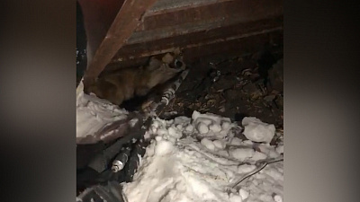 Дворнягу подстрелили на автостоянке Челябинска. Выжить животному помогли зоозащитники