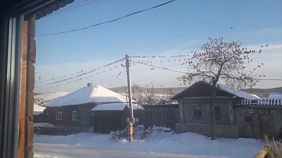 Нашествие «зимней саранчи»: птицы оккупировали Миасс