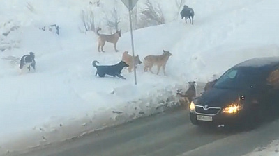 Тополиную аллею заполонили бродячие псы. Съемка от жителей