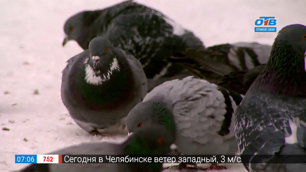 Не берите голубей