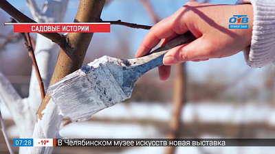 Садовые истории – побелка деревьев