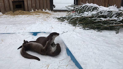 ММА отдыхает: Маня и Ваня устроили бои