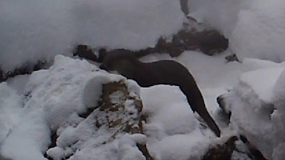 Фотоловушка в парке Зюраткуль поймала редкое семейство из Красной книги