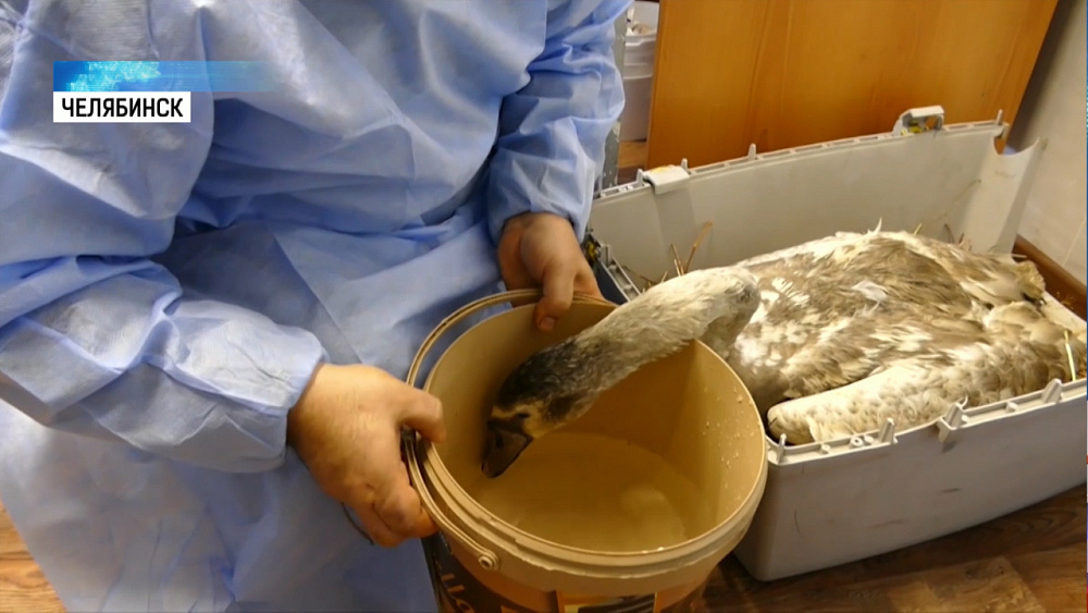 Краснокнижный лебедь идёт на поправку после операции