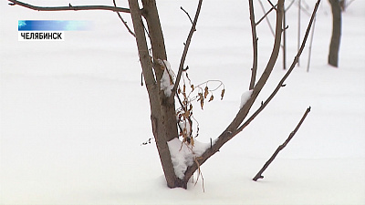 В Челябинске нашли дерево, посаженное Децлом