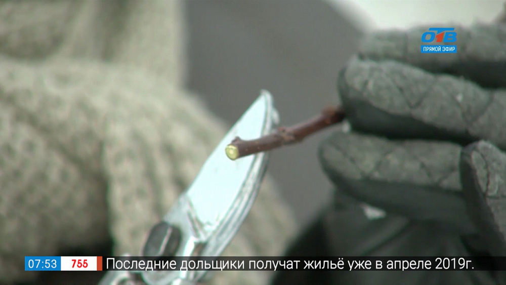 Садовые истории — черенкование деревьев