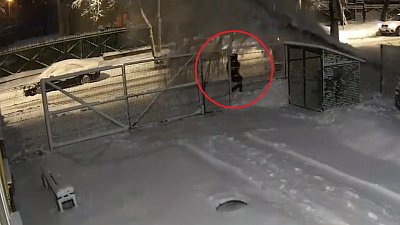 В Пскове дерево рухнуло на тротуар с пешеходом. ВИДЕО