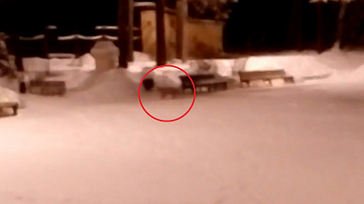Голодная лисица в озерском парке попала на видео