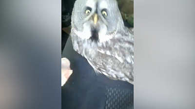 Малыш-совенок едва не умер на заснеженной трассе