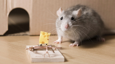 Как избавиться от опасных грызунов дома: выбираем оптимальный способ