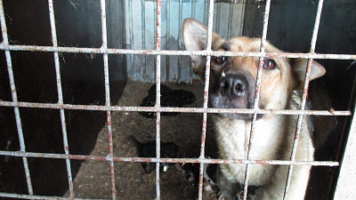 В Челябинске отловом и содержанием бездомных животных займется новая частная компания
