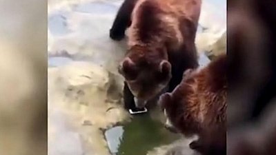 Турист перепутал iPhone с фруктом и швырнул его в вольер к медведям