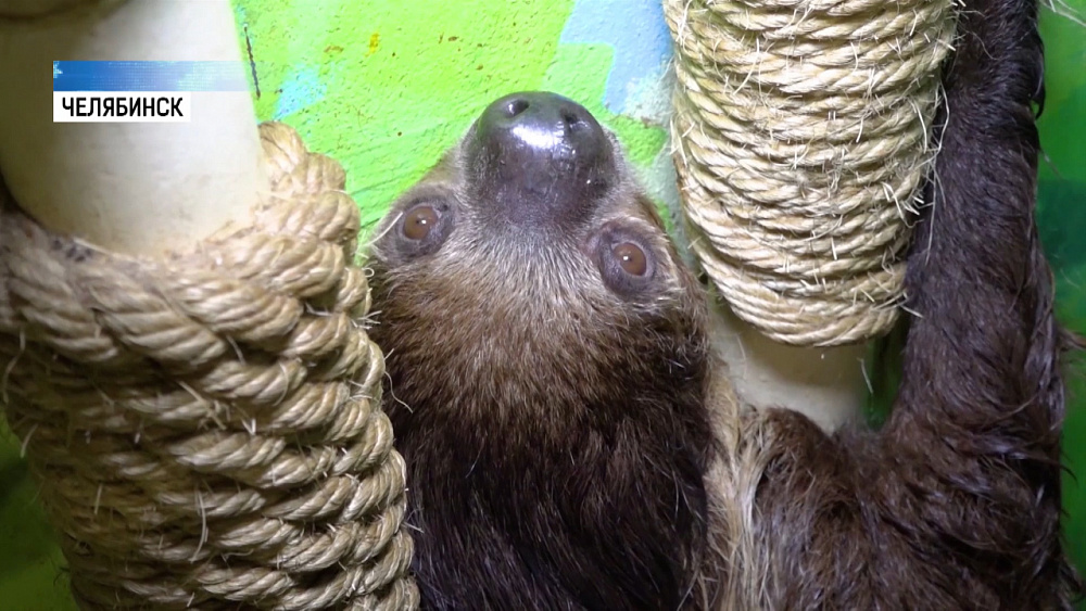 День Влюбленных ленивец отпразднует с подругой