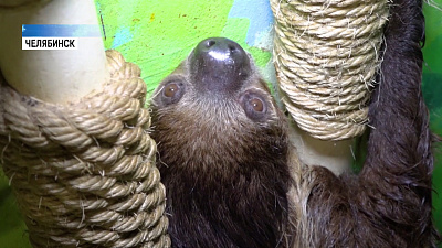 День Влюбленных ленивец отпразднует с подругой