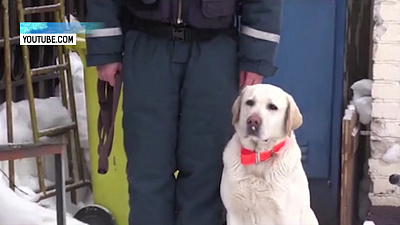 Лабрадор Грейс — спаситель Вани Фокина