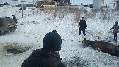 Когда лошадиных сил не хватило поможет внедорожник. В Сосновском районе животные попали в яму