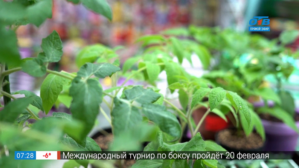 Садовые истории — выбор семян