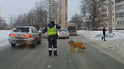 Сотрудник ГИБДД перевел собаку через дорогу в Ленинском районе. ВИДЕО