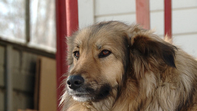 Журналисты отыскали рыжую собаку — героиню вирусного ролика