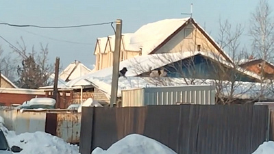 Летающие по крышам собаки в Кременкуле попали на видео