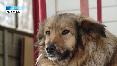 Собака, которой помог автоинспектор, живёт на стоянке