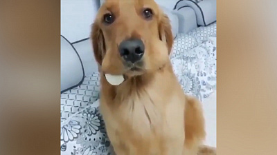 Эту собаку не покусали осы. Она придумала развлечение получше