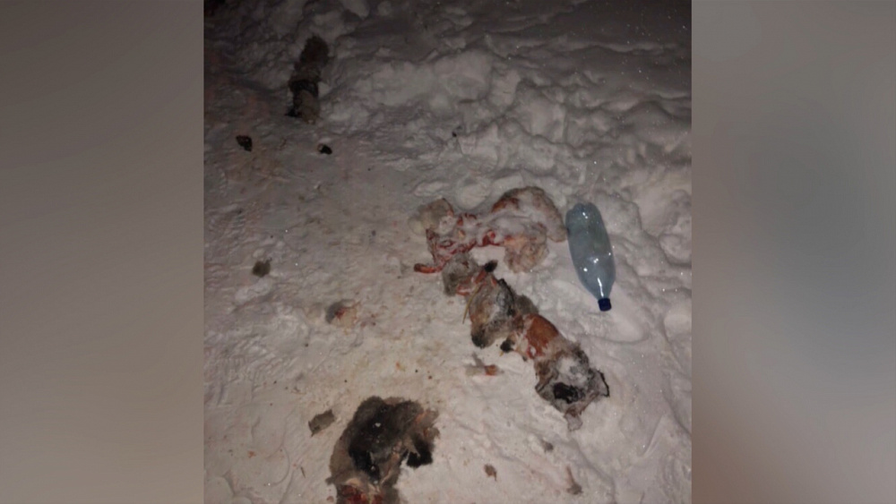 Происшествия дня 22.02.2019