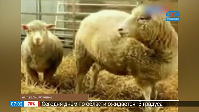 Клонирование овечки Долли