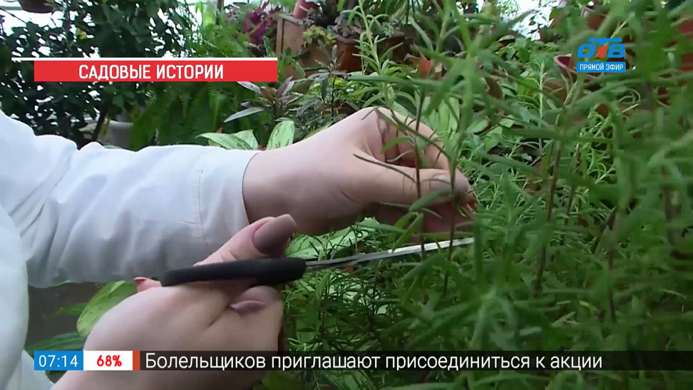 Садовые истории — обрезка комнатных растений