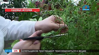 Садовые истории — обрезка комнатных растений