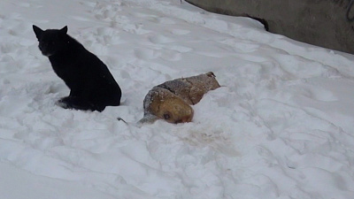 Массовое убийство уличных собак в Каслях попало на видео