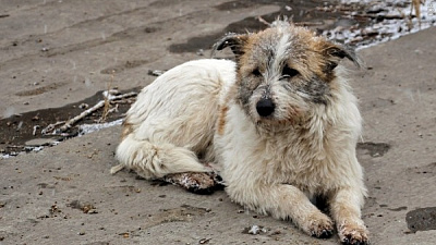 Полиция ищет организаторов массового убийства собак в Каслях