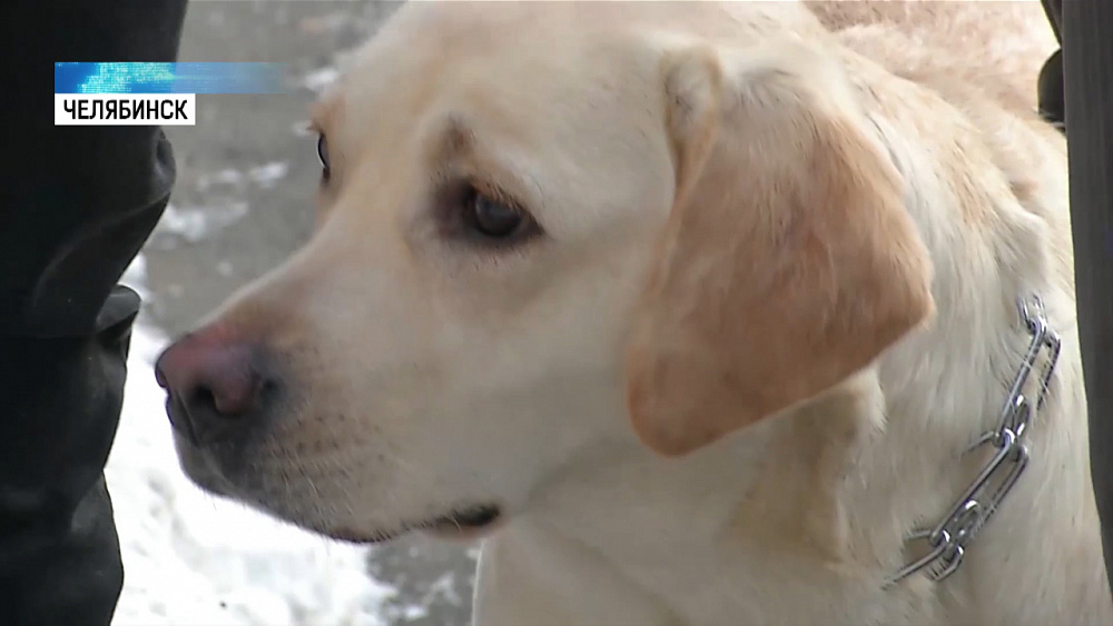 Незрячая семья завела профессиональную собаку-поводыря