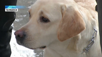 Незрячая семья завела профессиональную собаку-поводыря