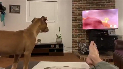 Как реагируют собаки на самую грустную сцену из «Короля Льва»