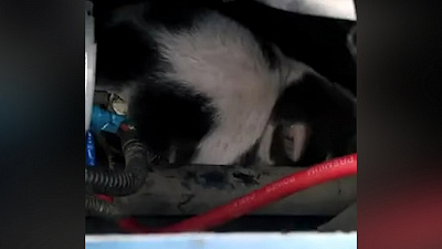 Южноуралец заглянул под капот и нашел там спящий сюрприз. ВИДЕО