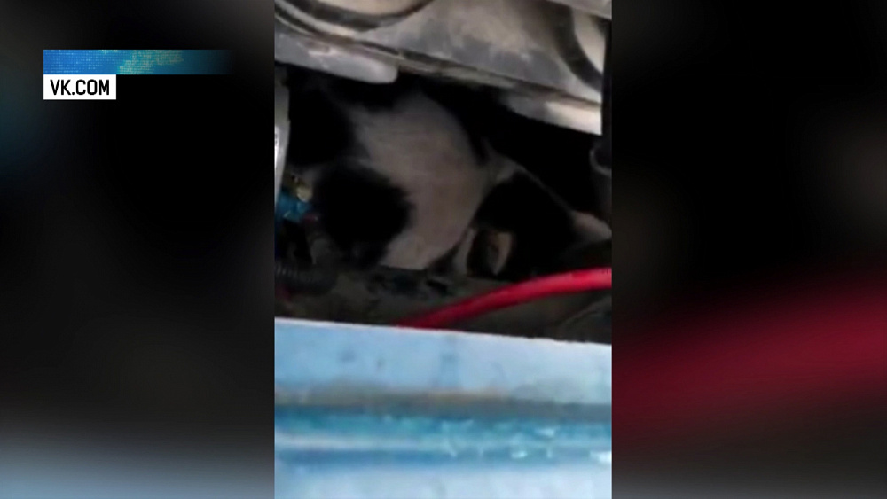 Южноуралец нашел под капотом кота