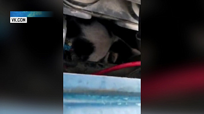 Южноуралец нашел под капотом кота