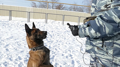 Собаки-ищейки наркотиков. Как устроена их работа