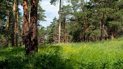 «Зеленые легкие» ЧМЗ значительно увеличатся
