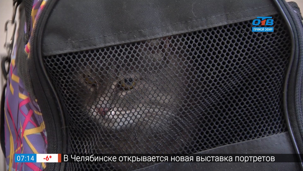 Стерилизация животных со скидкой