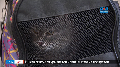 Стерилизация животных со скидкой