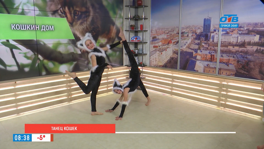 Танец кошек